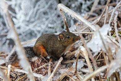 N网屈服 重新允许《上古卷轴4：湮灭重制版》性别MOD